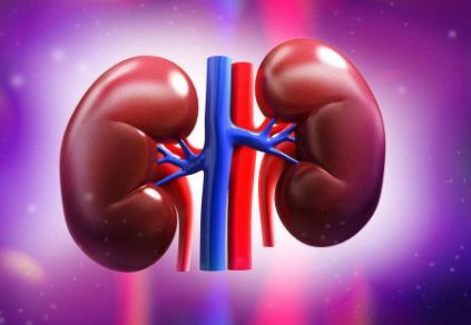 New medicine for kidney transplantation! Novartis terminates phase 2 kidney transplantation study of CD40-targeted monoclonal antibody iscalimab: less effective than tacrolimus!